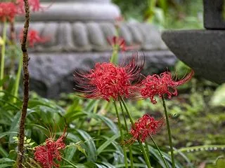 受験生のきょうだいも、がんばっている
