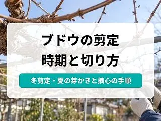 ブドウの剪定はいつ・どこを切る？短梢剪定…