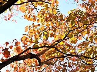 見上げれば秋彩