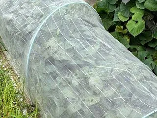9月の長雨でダメでした、小豆の栽培、２年…