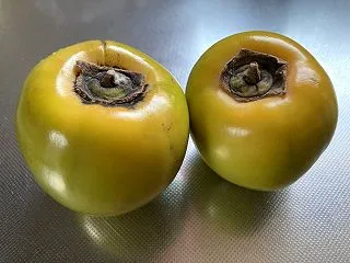今週のいただきもの２