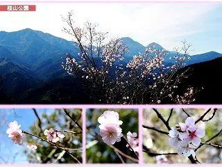 季節の花・・・秋桜から冬桜（桜山公園）