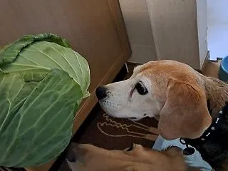 食欲、むしゃあっ！