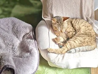 2026/10/28 水曜日 夜のみの仕…