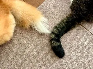 遠慮