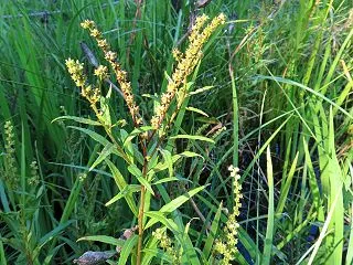 水元公園で出会った花たち（タコノアシ・他…
