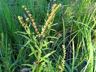水元公園で出会った花たち（タコノアシ・他…