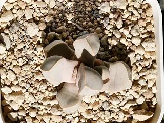 魔玉 植え替え
