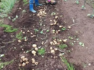 「秋の菜園」