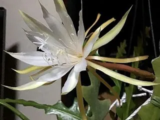 今年最後のフィッシュボーンカクタスの開花