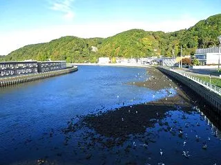 網走川のサケ？