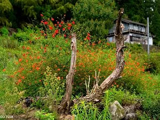 静けさの時間の痕跡 （北谷集落/福井県 …