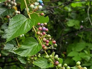 野葡萄・花水木・金木犀