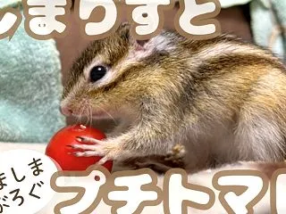 しまりすとプチトマト