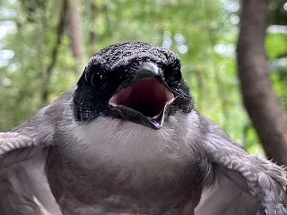 おでんくんスマホグリップ