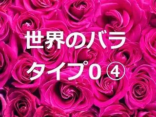 世界のバラ タイプ0 ④