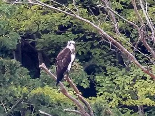 カラスに追われるミサゴ