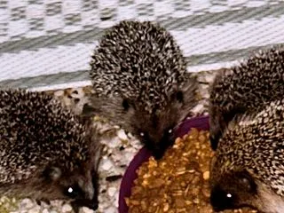野生のハリネズミ in Germany