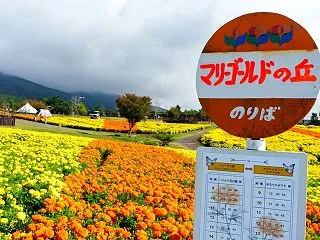 秋の花公園2