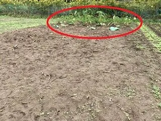里芋の収穫状況 ①