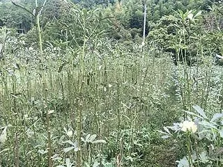 オクラ最後の頑張り