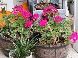 植物の生命力