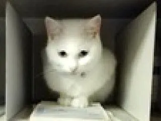 木を食うムシ