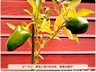 10/28 ピーマン栽培IV(18)～収…