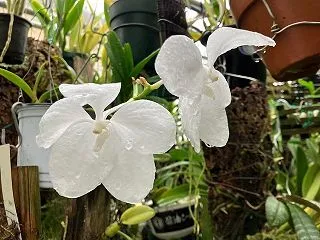Vanda coerulea 2種