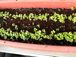 芽が出た