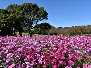 どこまでも続くコスモス畑