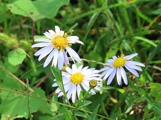 足元に野菊静かや河川敷