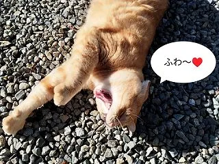 運動につぐ運動