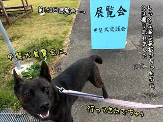 甲斐犬愛護会展覧会、その１