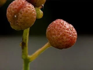 色づく頃 １