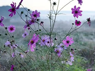 「朝霧・朝もやに出会うための気象条件」+…