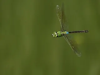 昆虫写真：ギンヤンマ飛翔｜方向転換