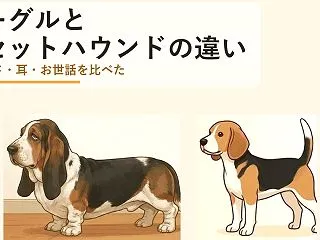ビーグルとバセットハウンドの違いは？脚の…