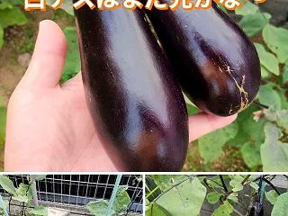強剪定から1ヶ月半経過！！ついに秋ナスを…