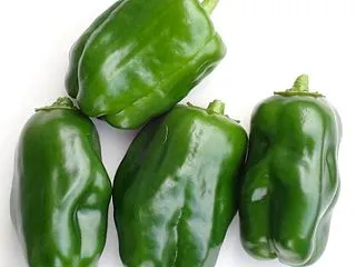 「京ひかり」ピーマン収穫が続く！食用菊「…