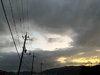 本日のお茶