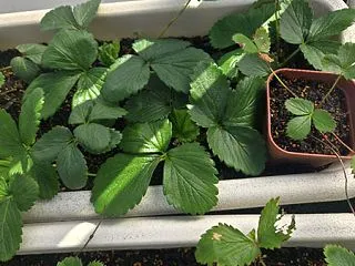 たった3週間でここまで成長！プランターに…