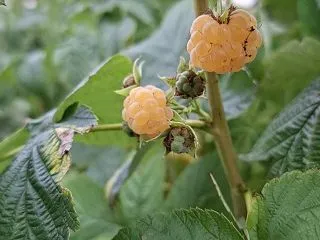 黄色いラズベリーを味わいながらの作業 