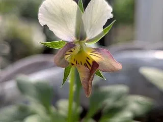 すみれ図鑑が開花した！