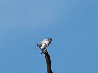 意外な場所で＊エゾビタキ（その５）