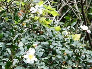 「相模原麻溝公園」では「サザンカ」が白ピ…