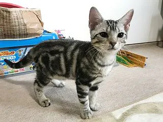 アルトン チビ時代