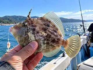 淡路島のカワハギ釣り｜船で狙うときの船宿…