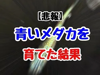 【悲報】青いメダカを育てた結果