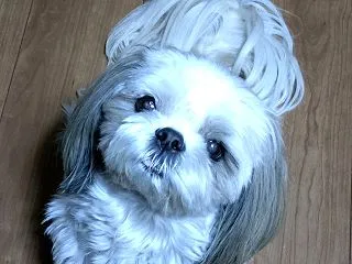 お散歩の時間ですよの顔